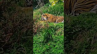#zoo,#tiger