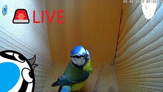 🚨LIVE🏴󠁧󠁢󠁥󠁮󠁧󠁿Bird Nest Box & Balcony Garden - Blue Tits, Sparrows & Pigeon Pair Visit Throughout Day