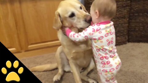 Cute dogs petting and playing with babies
