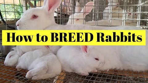 How We Breed Rabbits
