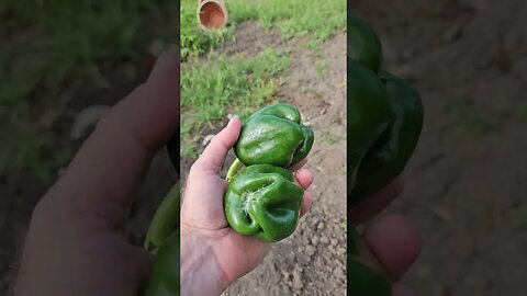 Daily walk to the Garden, cucumbers are now coming in 🥒🥒🫑🫑🍅