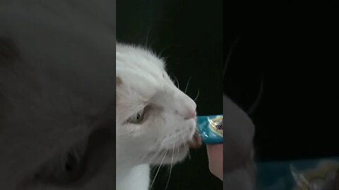 Cat Eating Asmr In 4k!