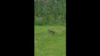 UK Green Woodpecker feeding on ants in my garden