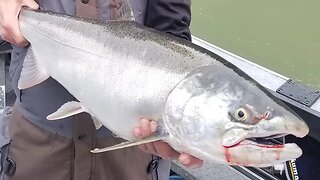 Where's My Bobber? | Tributary Float Fishing for Salmon Tips & Tricks!