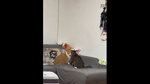 cat fight funny