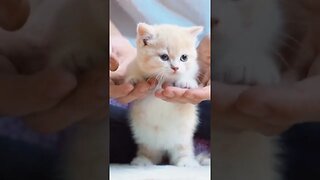 CAT VIDEO