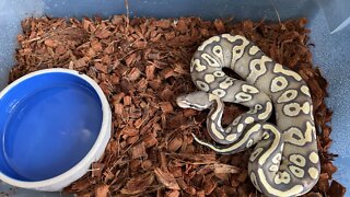 ARE BALL PYTHONS GREAT BEGINNER SNAKES? 🤔 🐍