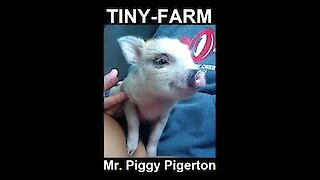 Mini-Pigs - Se01 Ep01 - Pinky & Grey go outside