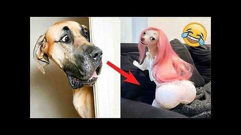 Dog funny comedy video🤣