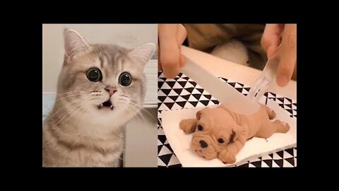 fun video cat and dog 2021