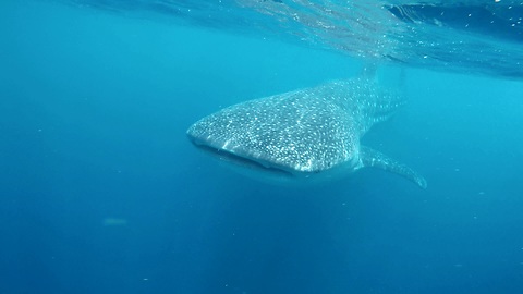 Snorkeling with Whale Sharks 4K