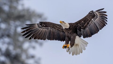 Bald Eagle Ascending with a Fish, Sony A1/Sony Alpha1, 4k