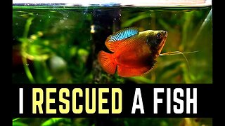I Rescued a Fish ( Dwarf Gourami : Trichogaster lalius )