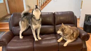 Três huskies ficam confusos com cão de pelúcia
