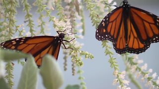 Butterflies & Blooms returns to the Green Bay Botanical Garden