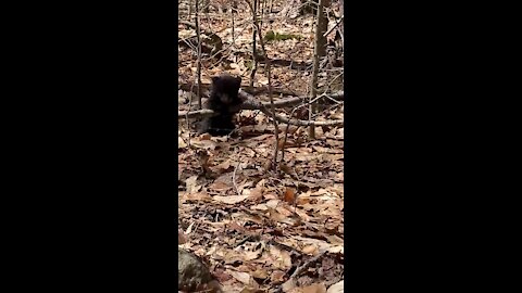 Lone bear cub discovered on Appalachian Trail in Massachusetts