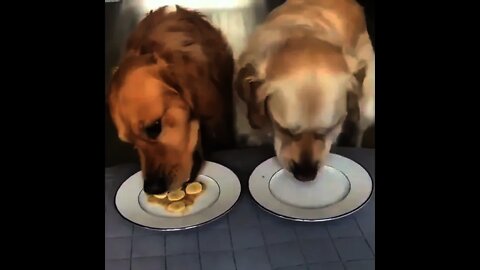 Race of eating food between two Dogs 🐕 | #Shorts #Animals #Pet