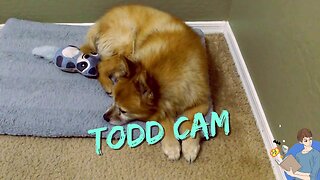 This Is One Sweet Doggy Cam