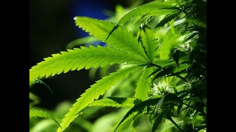 Cleveland could decriminalize marijuana possession today