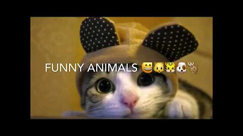 Wicked cats and dogs , cute pets and funny animals , funniest to the craziest pets and animals