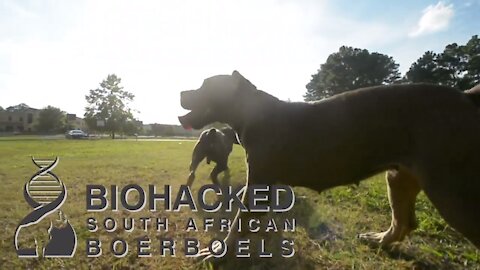 South African Boerboels - Biohacked for formidable health, vitality, and loyalty