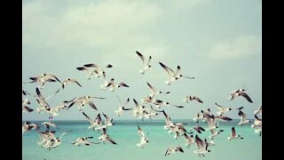 Man runs from seagulls trying to steal his pizza