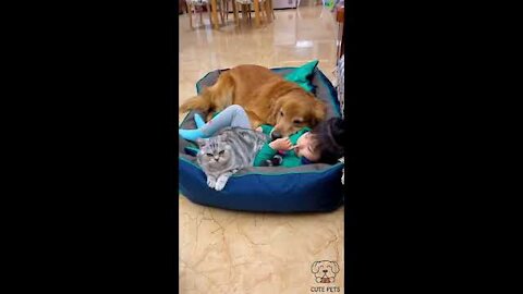 Lovely video funny cat and dog