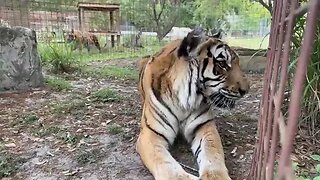 Aria Tiger is heading to Vacation Rotation at Big Cat Rescue! 03 09 2023 BigCatCams.com