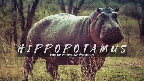 Hippopotamus || Description, Characteristics and Facts!