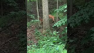 Baby Deer & Mom Lives in our Woods