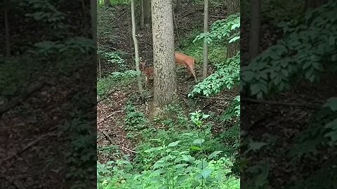 Baby Deer & Mom Lives in our Woods