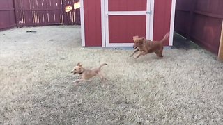 Two Dogs Love Playing!