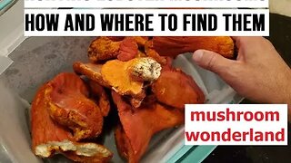 Hunting for Lobster Mushrooms, how and where to find them!