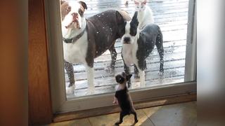 A Cute Boston Terrier Puppy Dog Wants To Play With His Friends