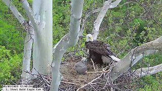 USS Bald Eagle Cam 1 5-1-23 @ 12:49:02 Irvin brings in duckling for Hop