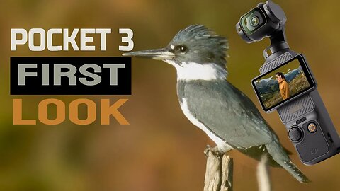 New Osmo Pocket 3: First Look While Photographing Birds #notsponsored