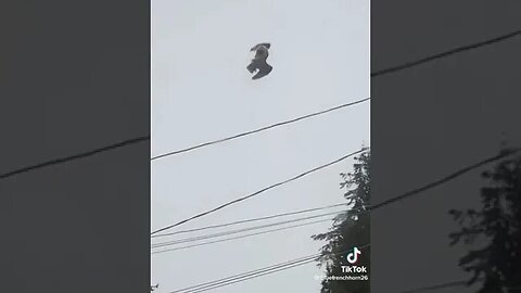 DEAD BIRD STUCK IN THE AIR IN VANCOUVER