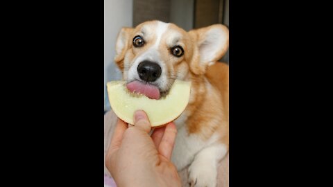 Dogs And Cats Reaction To bad Food