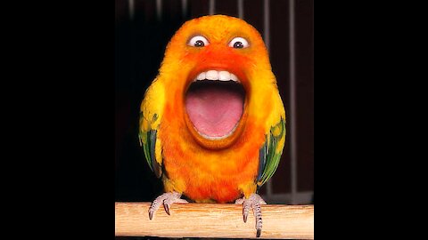 Funny Parrot - Cute Funny Parrots Talking