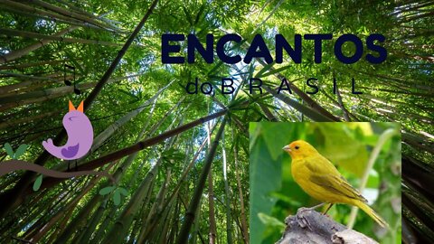 🐦🐦O CANTO DO CANÁRIO DA TERRA #4🐦🐦