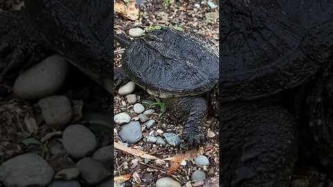 Baby Snapping Turtle 🐢 in the yard.