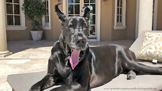 Yawning Is Contagious Watching Funny Great Danes Yawn