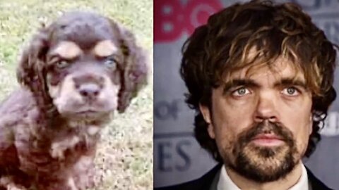 Animals That Look Like Celebrities, Famous People And The Infamous - FUNNY!