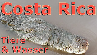 (011) Costa Rica sehenswert | Tiere im/mit/am Wasser | AUSWANDERN nach COSTA RICA
