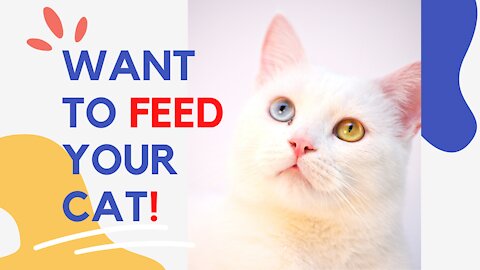 FEED Your CAT!
