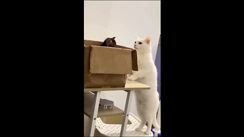 Funny cats playing