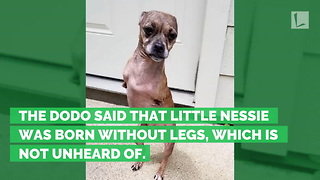 Little Dog Loses Front Legs, Rescuers Realize They Have Kangaroo Pup on Their Hands