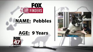 FOX Finders Pet Finder - Pebbles