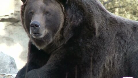 Brown bear close up