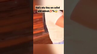 Bear cub Attacks a young woman and seriously Injures her😱#shorts #bear
